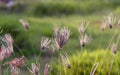 Chloris virgata, feather fingergrass, feathery Rhodes-grass, selected focus, for natural background and wallapaper