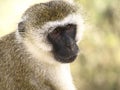 Chlorocebus (monkey) in the Tsavo East Park, Kenya Royalty Free Stock Photo