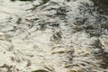 Chloroflexus aurantiacus bacteriam or white pondweed and thermophilic algae live under shallow hot water in natural hot spring. T