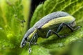 Chlorophanus viridis on a leaf Royalty Free Stock Photo