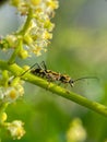 Chlorophorus annularis is a beetle larva that usually attacks plants