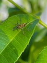 Chlorophorus annularis is a beetle larva that usually attacks plants