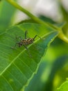 Chlorophorus annularis is a beetle larva that usually attacks plants