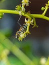 Chlorophorus annularis is a beetle larva that usually attacks plants