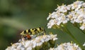 Chlorophorus beetle closeup on white flower in summer