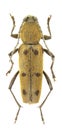 Chlorophorus glabromaculatus