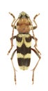 Chlorophorus trifasciatus