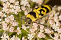 Chlorophorus varius, the grape wood borer, is a species of beetle in the family Cerambycidae. Chlorophorus varius on the blooming