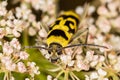 Chlorophorus varius, the grape wood borer, is a species of beetle in the family Cerambycidae. Chlorophorus varius on the blooming