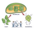 Chlorophyll and chloroplast from plant to chemical formula outline diagram. Royalty Free Stock Photo