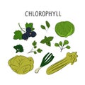 Chlorophyll-containing food. Groups of healthy products containing vitamins and minerals. Set of fruits, vegetables