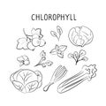 Chlorophyll-containing food. Groups of healthy products containing vitamins and minerals. Set of fruits, vegetables