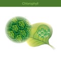 Chlorophyll is a green photosynthetic pigment found in plants