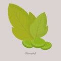 Chlorophyll is a green photosynthetic pigment in the leaves of plants.