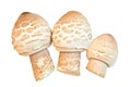 Chlorophyllum rhacodes, Shaggy parasol mushroom Mushroom umbrella Royalty Free Stock Photo