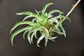 Chlorophytum Royalty Free Stock Photo