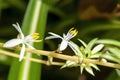 Delicate white flower of a chlorophytum comosum also known as a spider plant