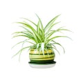 Chlorophytum comosum also known spider plant in a pot isolated on white background with clipping path