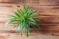 Chlorophytum comosum indoor plant on the floor top view