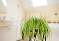 Chlorophytum comosum called spider plant or airplane plant growing in white pot in bright white bathroom.