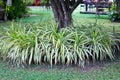 Chlorophytum comosum flower plant growing decorative under big tree on green grass garden background