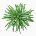 Chlorophytum comosum Royalty Free Stock Photo