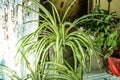 Chlorophytum comosum houseplant in house Royalty Free Stock Photo