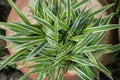 Chlorophytum Comosum plant Royalty Free Stock Photo