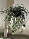 Chlorophytum comosum or Spider plant or Airplane plant or Spider ivy or Ribbon plant.