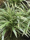 Chlorophytum comosum or Spider plant or Ribbon plant.