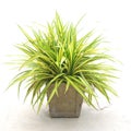 chlorophytum comosum ( spider plant ) on white Royalty Free Stock Photo