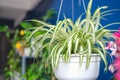 Chlorophytum comosum, Spider plant  in white hanging pot / basket, Air purifying plants for home, Indoor houseplant Royalty Free Stock Photo