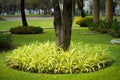 Chlorophytum comosum, with yellow leaves