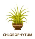 Chlorophytum. Decorative houseplant in pot. Florist indoor tree or interior flowerpot. Vector illustration