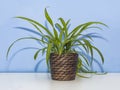 Chlorophytum home plant in pot on blue background