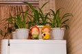 Chlorophytum indoor flowers in white pots are on top of the refrigerator. figures of children as a decor of the kitchen