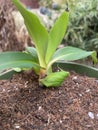 Chlorophytum orchidastrum 4653 Royalty Free Stock Photo