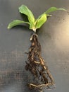 Chlorophytum orchidastrum roots 4637 Royalty Free Stock Photo