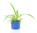 Chlorophytum plant