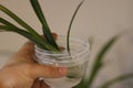 Chlorophytum in white flowerpot on wooden background . Ornamental plants in pot /Variegatum,comosum. Spider Plant Royalty Free Stock Photo