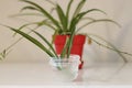 Chlorophytum in white flowerpot on wooden background . Ornamental plants in pot /Variegatum,comosum. Spider Plant Royalty Free Stock Photo