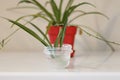 Chlorophytum in white flowerpot on wooden background . Ornamental plants in pot /Variegatum,comosum. Spider Plant Royalty Free Stock Photo