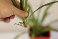 Chlorophytum in white flowerpot on wooden background . Ornamental plants in pot /Variegatum,comosum. Spider Plant Royalty Free Stock Photo