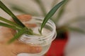 Chlorophytum in white flowerpot on wooden background . Ornamental plants in pot /Variegatum,comosum. Spider Plant Royalty Free Stock Photo