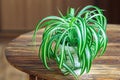 Chlorophytum in white flowerpot on wooden background . Ornamental plants in pot /Variegatum,comosum. Spider Plant Royalty Free Stock Photo