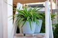 Chlorophytum in white flowerpot on wooden shelf . Ornamental plants in pot. Variegatum,comosum houseplant. Spider Plant Royalty Free Stock Photo