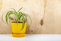 Chlorophytum in a yellow pot Royalty Free Stock Photo