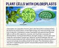 Chloroplast Information for Biology and Life Science Education