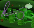 Chloroplast organelles, structure within the cells of plants or algal