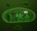 Chloroplast organelles, structure within the cells of plants or algal Royalty Free Stock Photo